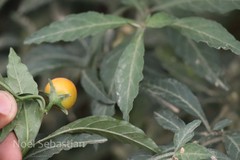 Solanum diphyllum